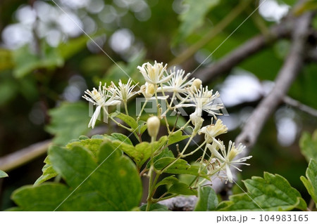 リュウキュウボタンヅルの花 リュウキュウボタンヅルの花 104983165