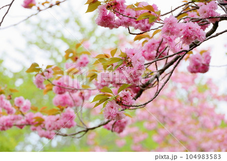 ヤエザクラの花 104983583