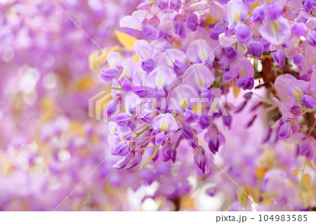 藤の花 満開 藤の花 満開 104983585