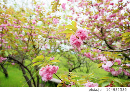 ヤエザクラの花 104983586