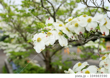 満開 ハナミズキの花 満開 ハナミズキの花 104983590
