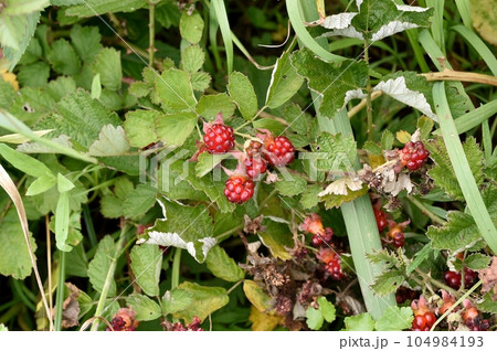 ナワシロイチゴの実 104984193