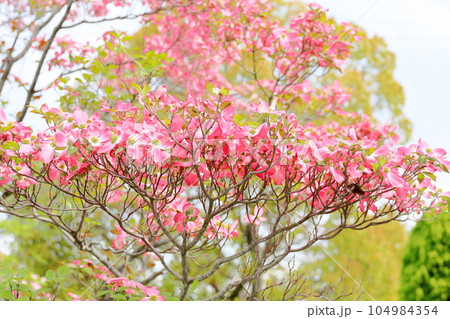 満開　ハナミズキの花 104984354