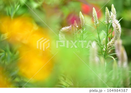 窓辺の花園 窓辺の花園 104984387