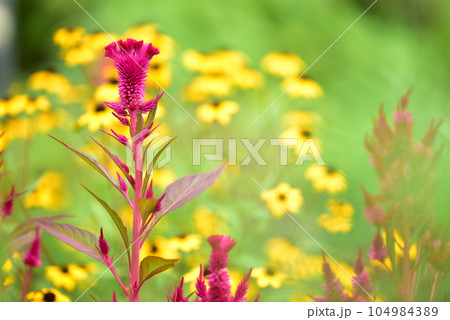窓辺の花園 104984389