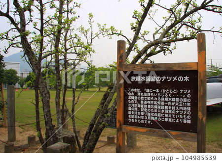 「旅順水師営のナツメの木」（陸上自衛隊善通寺駐屯地内） 104985539