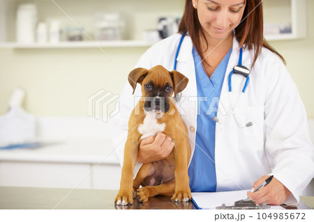 Doctor, writing or sick puppy at veterinary clinic for animal healthcare checkup inspection or prescription. Veterinarian, history or boxer pet or rescue dog in medical examination test in office 104985672