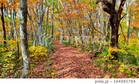 秋のトレッキング（岩手県県民の森・七滝コース） 104985784