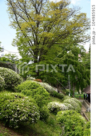 盛岡の春 盛岡城跡公園 盛岡の春 盛岡城跡公園 104985915