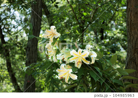 繊細な香りを漂わせながら優雅に咲き誇るヤマユリの花 104985963