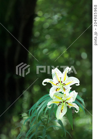 繊細な香りを漂わせながら優雅に咲き誇るヤマユリの花 104985968
