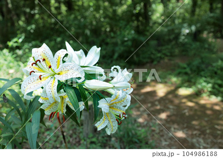 繊細な香りを漂わせながら優雅に咲き誇るヤマユリの花 104986188