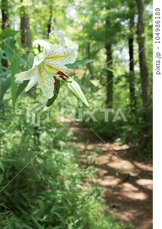 繊細な香りを漂わせながら優雅に咲き誇るヤマユリの花 104986189