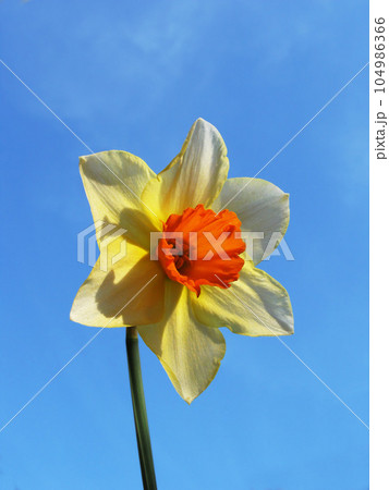 Blue sky, flower and closeup of yellow daffodil for natural beauty, spring mockup and blossom. Countryside, nature background and zoom of petals for environment, ecosystem and flora growing in meadow Blue sky, flower and closeup of yellow daffodil for natural beauty, spring mockup and blossom. Countryside, nature background and zoom of petals for environment, ecosystem and flora growing in meadow 104986366