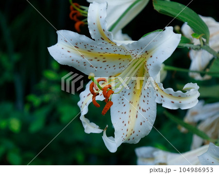 夏の木陰に咲くヤマユリの花 104986953
