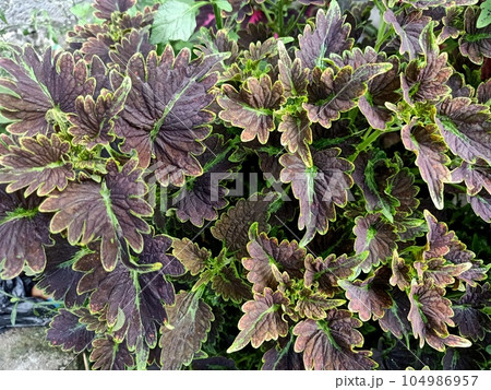 Close up of coleus plant  104986957