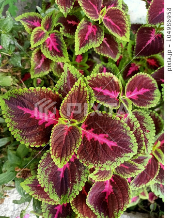 Close up of coleus plant  104986958
