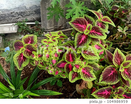 Close up of coleus plant  104986959