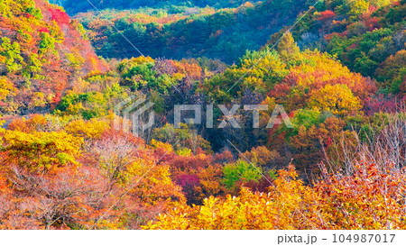 八幡平・松川渓谷の紅葉（森の大橋付近） 104987017