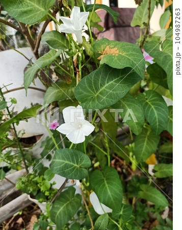 Close up of water spinach plant 104987263