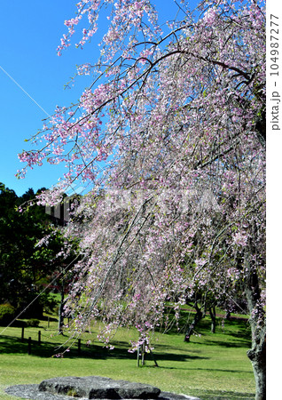 伊豆半島屈指の桜の名所大室山さくらの里 青空に満開の白とピンクのしだれ桜と緑の芝生 伊豆半島屈指の桜の名所大室山さくらの里 青空に満開の白とピンクのしだれ桜と緑の芝生 104987277