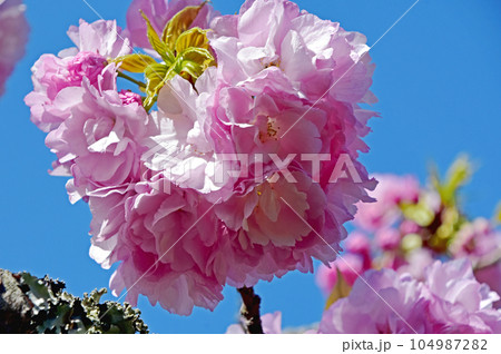 伊豆半島屈指の桜の名所大室山 青空に浮かぶピンクの八重桜のクローズアップ 伊豆半島屈指の桜の名所大室山 青空に浮かぶピンクの八重桜のクローズアップ 104987282
