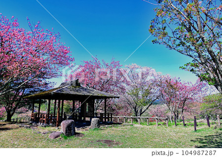 伊豆半島屈指の桜の名所大室山 東屋と満開の八重紅大島桜 青い空 伊豆半島屈指の桜の名所大室山 東屋と満開の八重紅大島桜 青い空 104987287