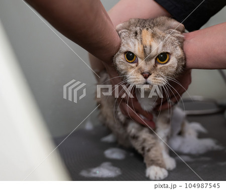 Woman shampooing a tabby gray cat in a grooming salon.  104987545