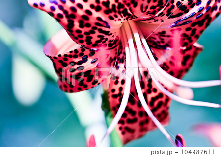 オニユリの花と雑草 オニユリの花と雑草 104987611