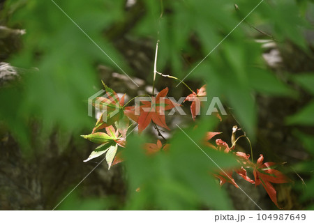 緑の中の赤紅葉 104987649