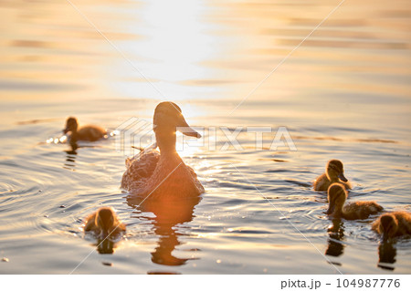 Wild duck family of mother bird and her chicks swimming on lake water at bright sunset. Birdwatching concept 104987776