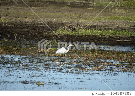 White great egret bird hunting on Florida wetland in summer White great egret bird hunting on Florida wetland in summer 104987805