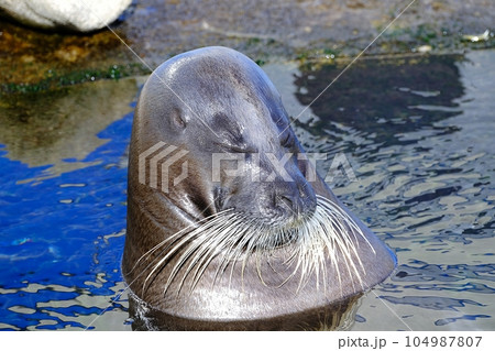 アゴヒゲアザラシ　(おたる水族館) 104987807