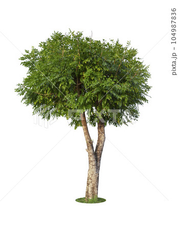 The Tree isolated on white background, Save Clipping Path. Tropical tree isolated. 104987836