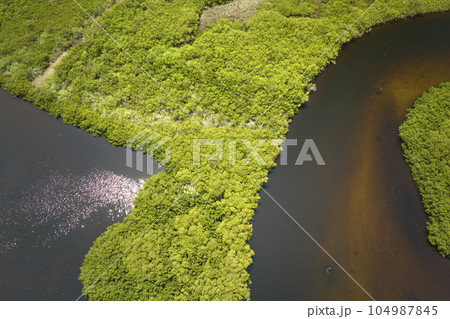 View from above of Florida everglades with green vegetation between ocean water inlets. Natural habitat of many tropical species in wetlands 104987845