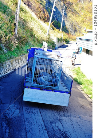 おたる水族館 秋の恒例行事｢アザラシのお引越し｣の風景 104988101
