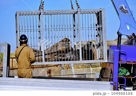 おたる水族館 秋の恒例行事｢アザラシのお引越し｣の風景 104988108