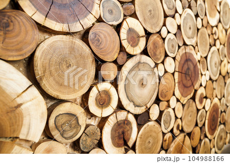 Round wooden stumps background,Trees cut section for background texture. 104988166