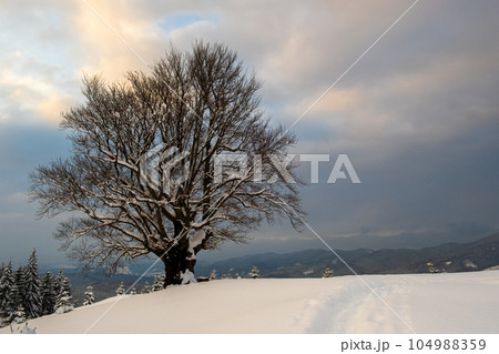 Moody winter landscape with dark bare tree on covered with fresh fallen snow field in wintry mountains on cold gloomy day. Moody winter landscape with dark bare tree on covered with fresh fallen snow field in wintry mountains on cold gloomy day. 104988359