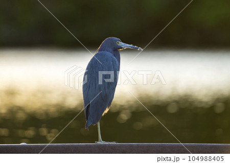Little blue heron bird perching near lake water in Florida wetland Little blue heron bird perching near lake water in Florida wetland 104988405
