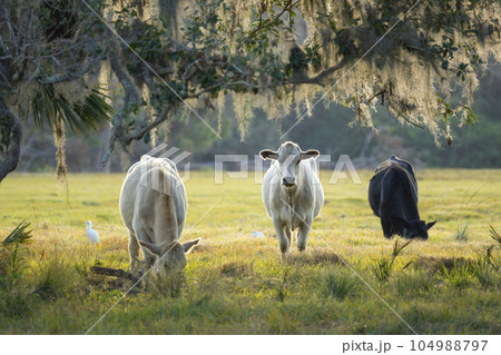 Feeding of cattle on farmland grassland. Milk cows grazing on green farm pasture on warm summer day Feeding of cattle on farmland grassland. Milk cows grazing on green farm pasture on warm summer day 104988797