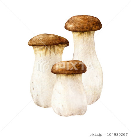 King trumpet mushroom group. Watercolor painted illustration. Hand drawn Pleurotus eryngii fungus. Edible fresh king oyster mushroom group element. Tasty fungus isolated on white background 104989267