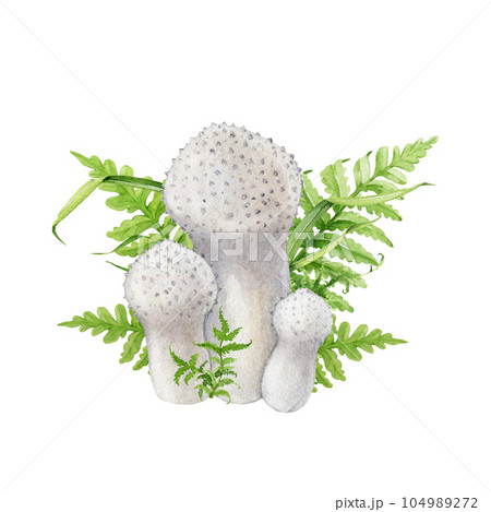 Puffball mushroom group with fern and green grass. Watercolor illustration. Common puffball forest mushroom group with greens. Isolated on white background. Edible tasty delicious fungi natural image Puffball mushroom group with fern and green grass. Watercolor illustration. Common puffball forest mushroom group with greens. Isolated on white background. Edible tasty delicious fungi natural image 104989272