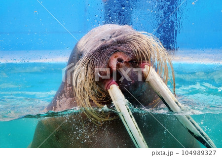 セイウチ (おたる水族館) セイウチ (おたる水族館) 104989327