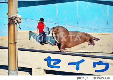 おたる水族館　セイウチのエサやり風景 104989330