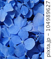 青いアジサイのアップ 104989627