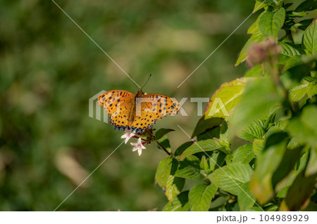 花の蜜を吸うツマグロヒョウモン 花の蜜を吸うツマグロヒョウモン 104989929