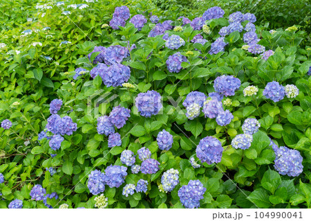 アジサイの花 アジサイの花 104990041