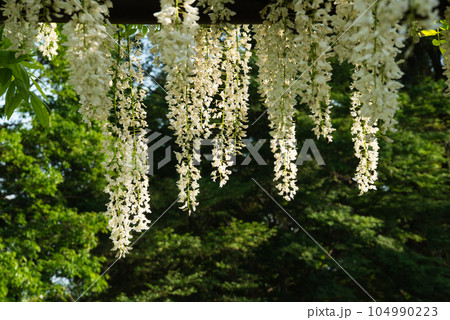 ツル性の茎に小さな花を房状に咲かせる白い藤の花 ツル性の茎に小さな花を房状に咲かせる白い藤の花 104990223