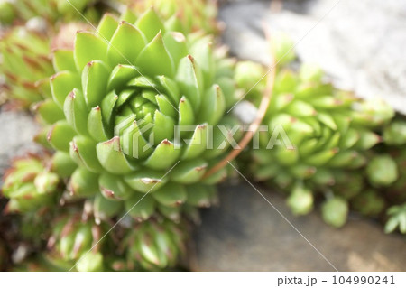 多肉植物 104990241